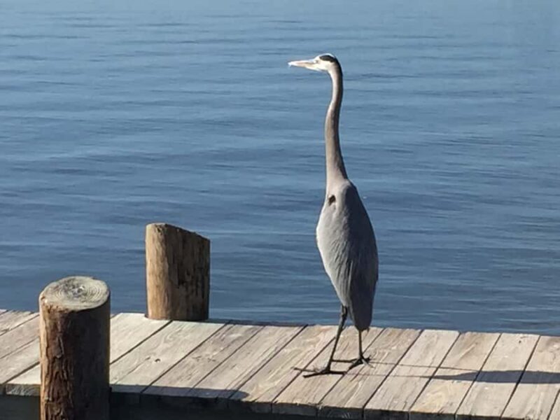 Melbourne: 2-Hour Dolphin & Manatee River Tour - The Experience: Pros and Cons