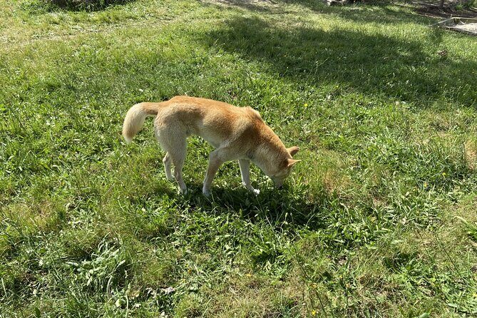 Melbourne and Moonlit Sanctuary Shore Excursion - Logistics and Practicalities
