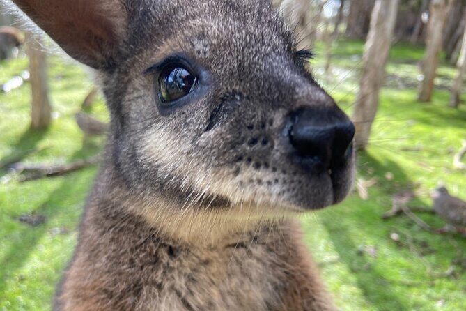 Melbourne and Moonlit Sanctuary Shore Excursion - What Travelers Say