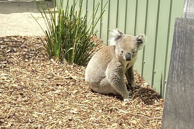Melbourne and Moonlit Sanctuary Shore Excursion - FAQs