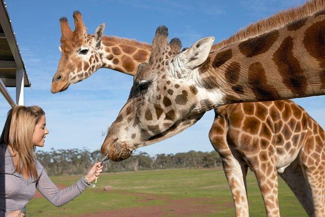 Melbourne City Card (2 Days): Visit Unlimited Attractions! - Final Thoughts