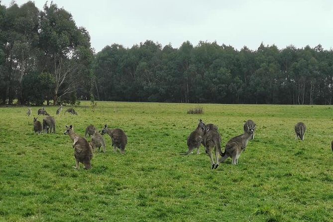 Melbourne Combo: Great Ocean Road Day Trip and Phillip Island Day Trip from Melbourne - What Travelers Say