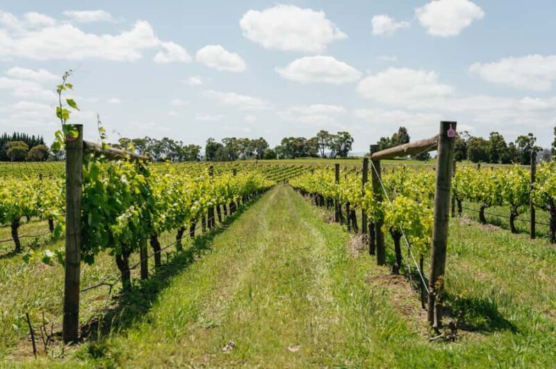 Melbourne: Full-Day Yarra Valley Wine Experience with Lunch - An In-Depth Look at the Yarra Valley Wine Tour
