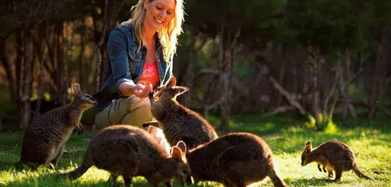 Melbourne Highlights & Aussie Wildlife Express Tour - An Overview of the Tour Experience