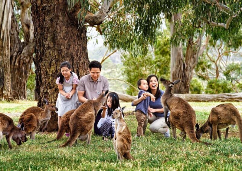 Melbourne Highlights & Aussie Wildlife Express Tour - Transportation, Duration, and Group Size