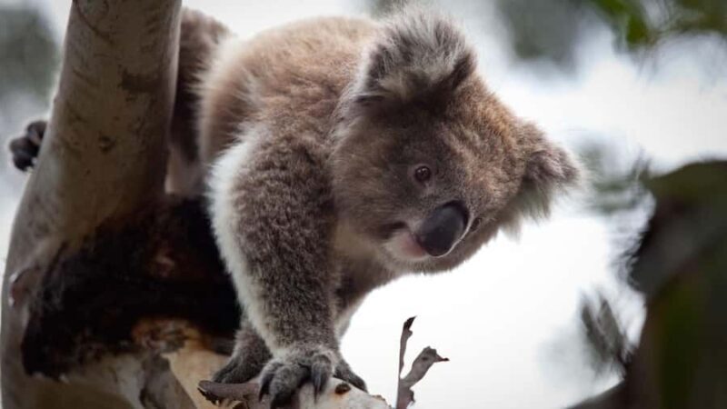 Melbourne: Moonlit Sanctuary and Brighton Beach Boxes Tour - Transportation and Logistics