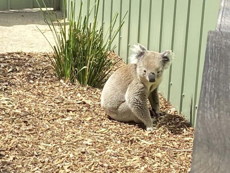 Melbourne: Moonlit Sanctuary and Brighton Beach Boxes Tour - Practical Tips for Travelers