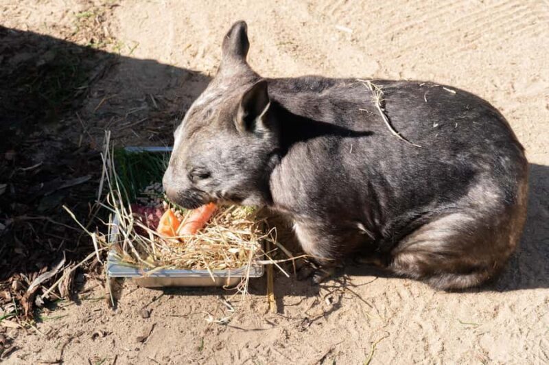 Melbourne: Murray River Paddle Steamer, Wildlife & Silo Art - Authentic Feedback from Travelers