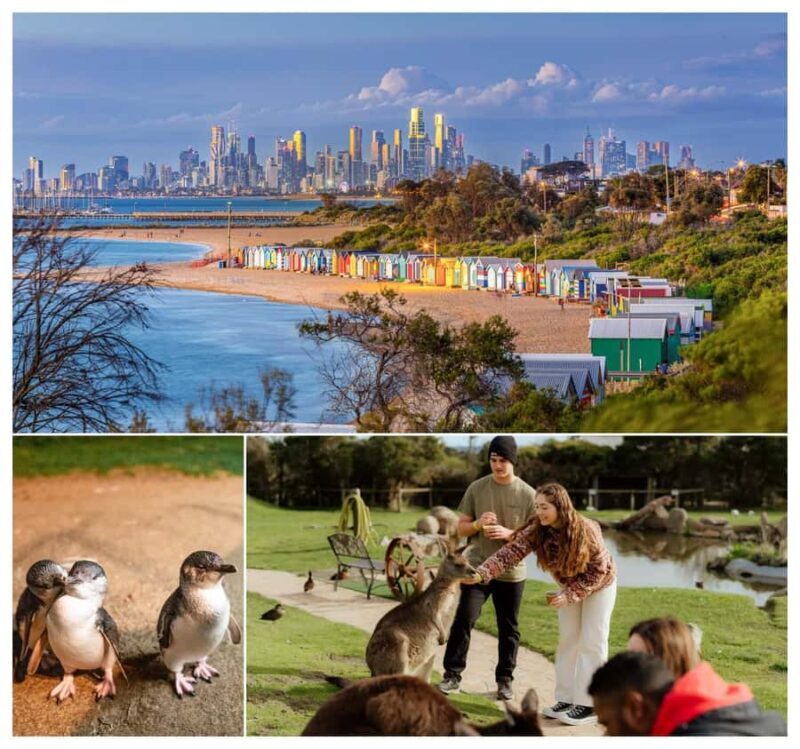Melbourne: Penguin Parade , Koala & Brighton Bathing Boxes - Practical Considerations and Value