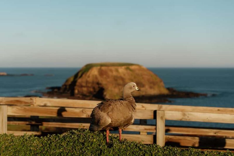 Melbourne: Penguin Parade , Koala & Brighton Bathing Boxes - FAQ