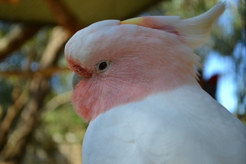 Melbourne: Peninsula Nature Private Day Trip with Dinner - Who Should Consider This Tour?