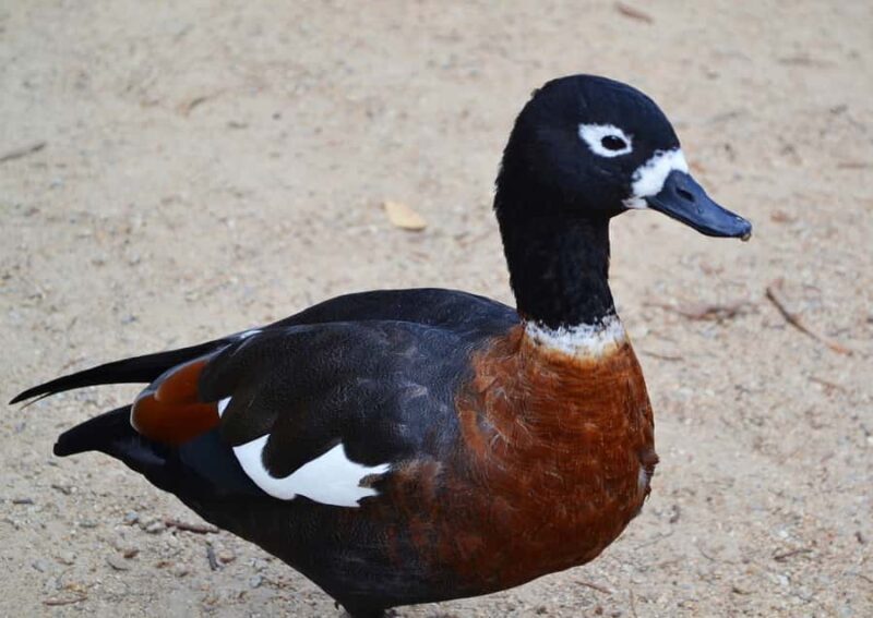 Melbourne: Peninsula Nature Private Day Trip with Dinner - FAQs