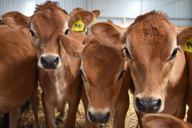 Melbourne Phillip Island 1 Day Tour - FAQs