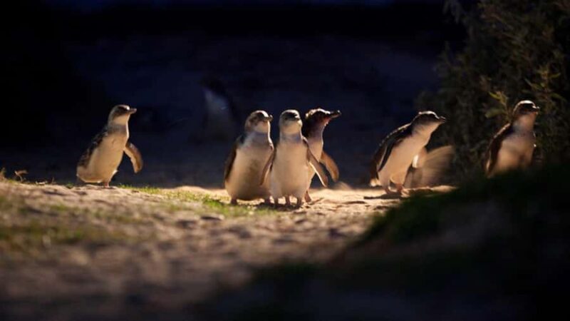 Melbourne: Phillip Island Penguin Parade Watching Day Tour - Who Will Love This Tour?