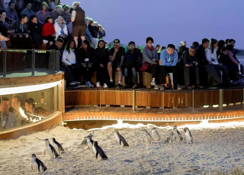 Melbourne: Phillip Island Private Tour with Penguin Parade - Key Points