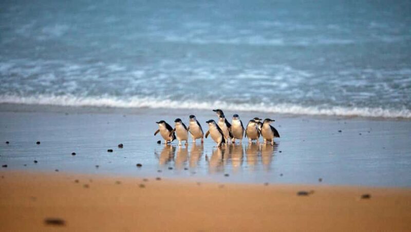 Melbourne: Phillip Island Private Tour with Penguin Parade - Who Should Consider This Tour?