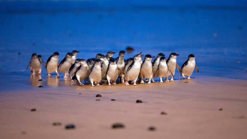 Melbourne: Phillip Island Private Trip, Penguin and Wildlife - Exploring Phillip Island: What Makes This Tour Stand Out