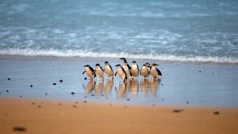 Melbourne: Phillip Island Private Trip, Penguin and Wildlife - The Itinerary in Detail
