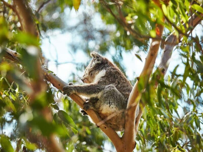 Melbourne: Phillip Island Private Trip, Penguin and Wildlife - The Sum Up