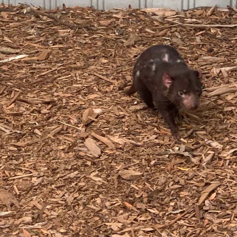 Melbourne: Phillip Island Tour & Penguin Parade - Exploring Phillip Island: An Authentic Wildlife Escape