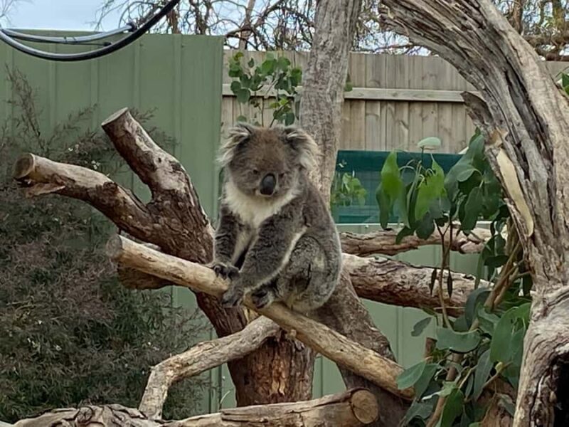 Melbourne: Phillip Island Tour & Penguin Parade - The Overall Experience: Value, Comfort, and Practical Tips