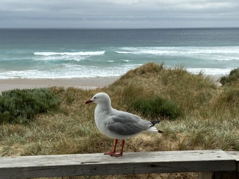 Melbourne: Phillip Island Tour & Penguin Parade - Who’s It For?