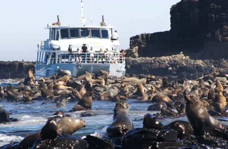 Melbourne: Phillip Island Tour w/ Hop-on Bus or Seal Cruise - An In-Depth Look at the Phillip Island Experience