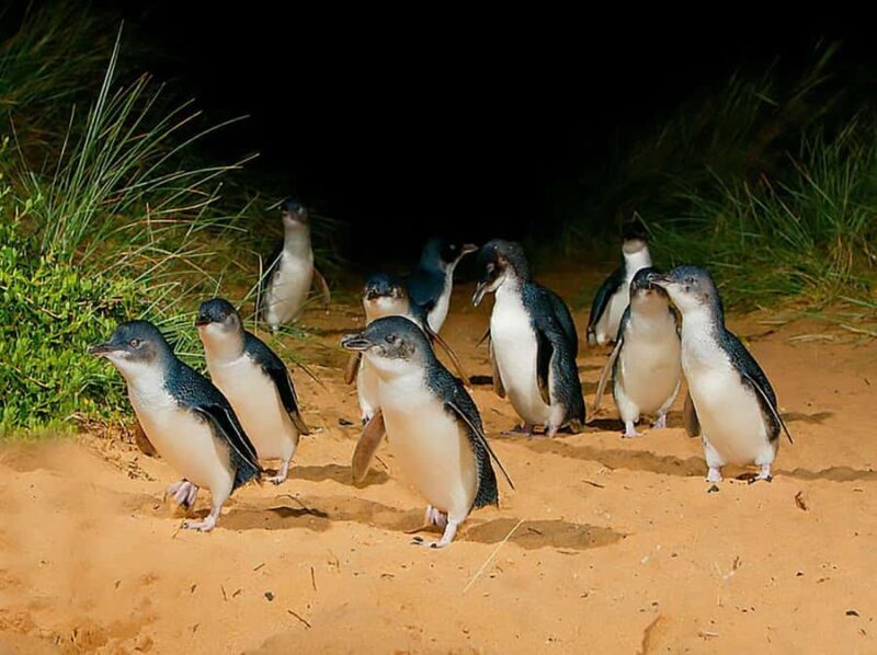 Melbourne: Phillip Island Tour w/ Hop-on Bus or Seal Cruise - Authentic Experiences and Real Traveler Insights