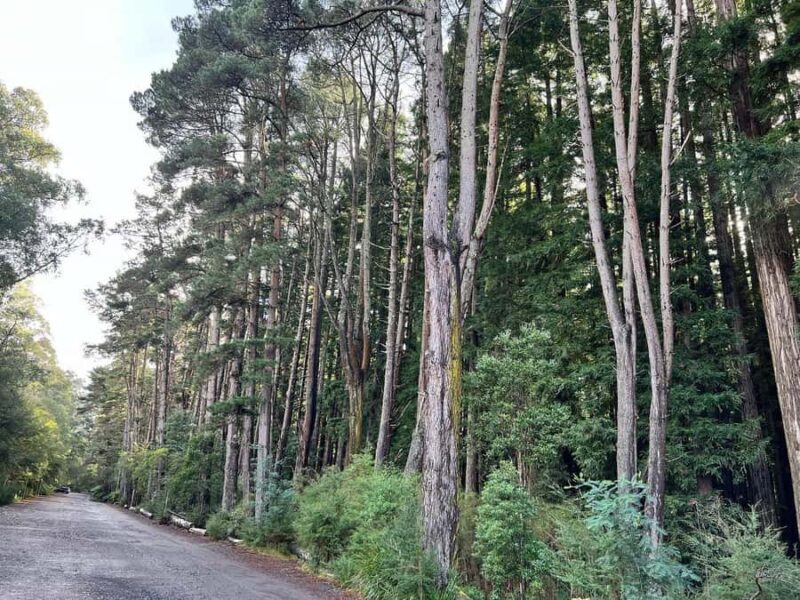 Melbourne: Private Lake Mountain Snow & Redwood Forest Tours - FAQs about the Melbourne Private Lake Mountain & Redwood Forest Tour
