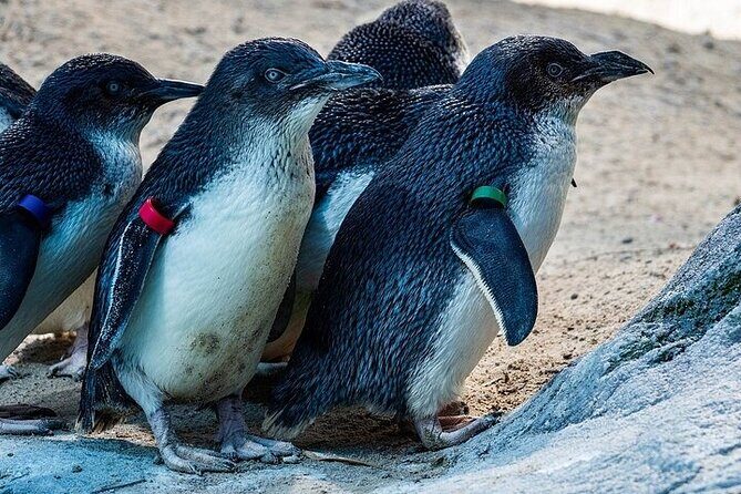 Melbourne Private Penguins Koalas TOUR-Melbourne City Tour JEWELS - An In-Depth Look at the Tour Experience