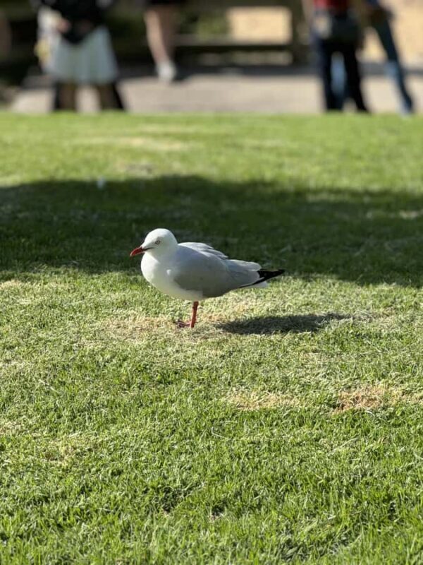 Melbourne: Private Phillip Island Penguin Parade Tours - The Sum Up: Is This Tour Worth It?