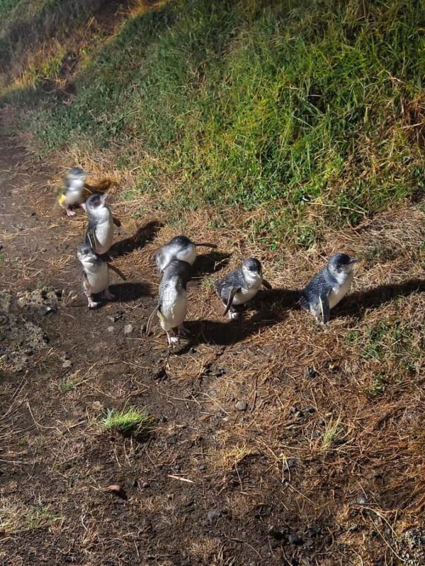 Melbourne: Puffing Billy Train and Penguin Island Day Tour - Key Points