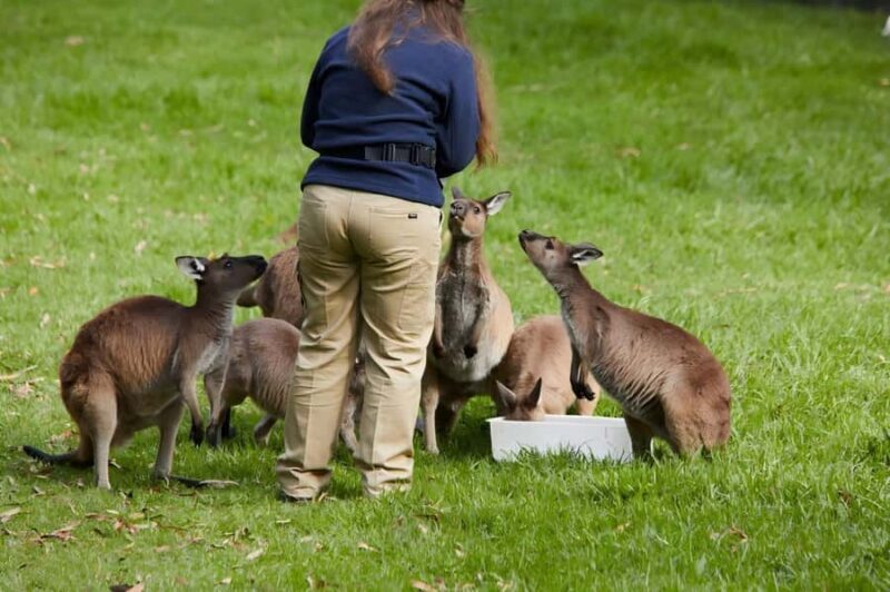 Melbourne: Puffing Billy Train & Healesville & Winery Tour - The Breakdown of the Day