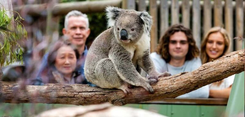 Melbourne: Puffing Billy Train Wildlife Zoo Private Tour - Key Points