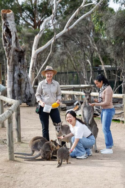 Melbourne: Puffing Billy Train Wildlife Zoo Private Tour - Who Will Enjoy This Tour?