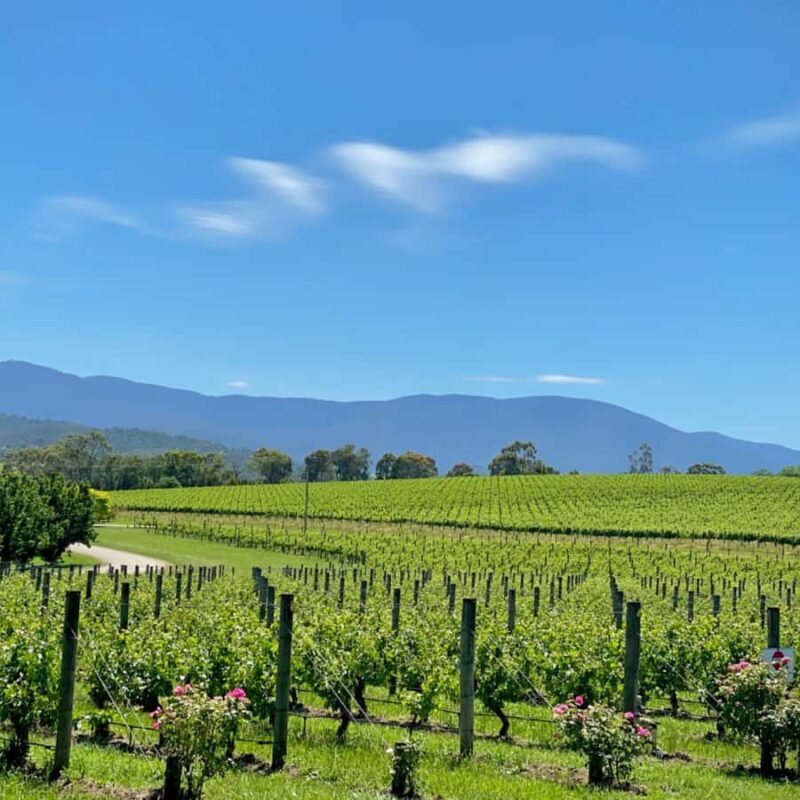 Melbourne: Relaxed Half-Day Yarra Valley Wine Tour - The Itinerary: What You Can Expect