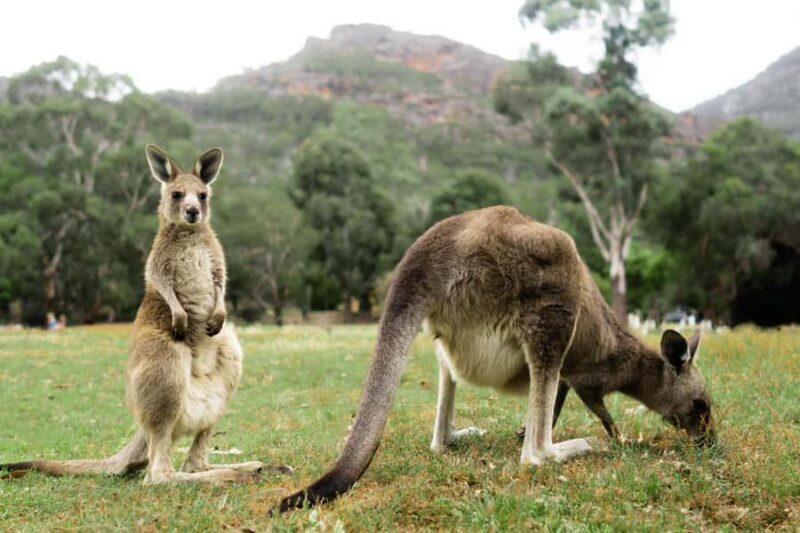 Melbourne to Adelaide: 2-Day Great Ocean Road Grampians Tour - Why This Tour Offers Great Value