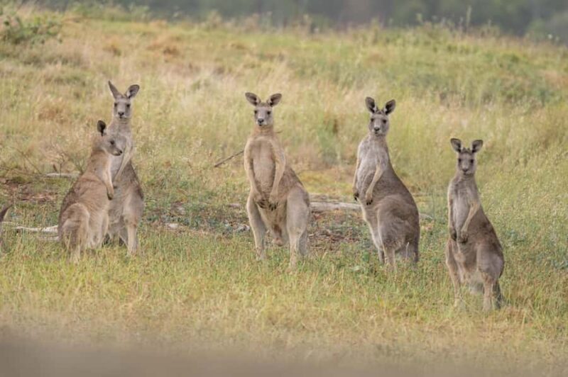 Melbourne: Yarra Valley Hike with Kangaroos & Sunset Picnic - Authentic Wildlife Encounters and Scenic Moments