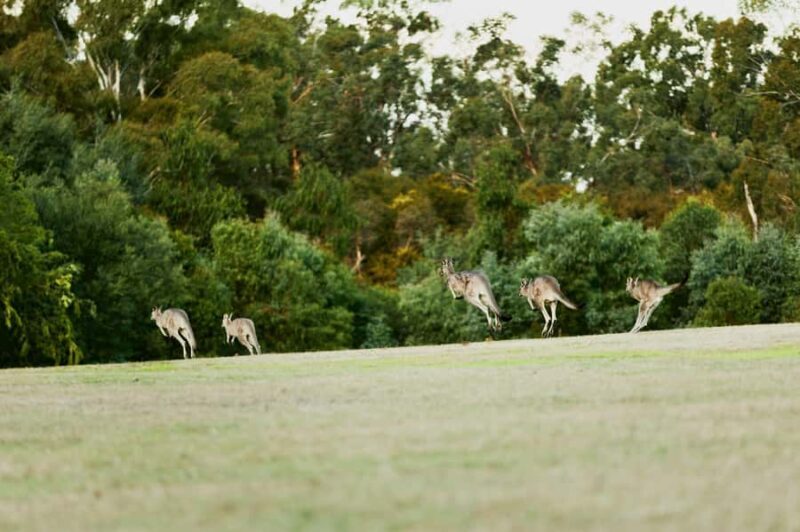 Melbourne: Yarra Valley Wine Bubbles & Kangaroos Tour - Key Points