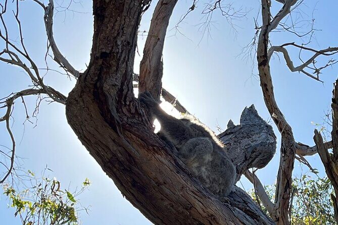 Melbourne Yarra Valley Wineries Explore Private Tour - FAQs about the Melbourne Yarra Valley Wineries Explore Private Tour