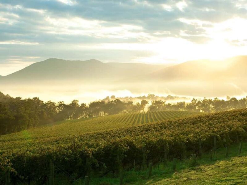 Melbourne: Yarra Valley Wineries Private Day Tour - Key Points