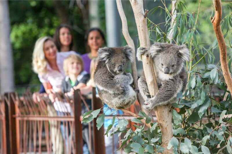 Melbourne Zoo: 1-Day Entry Ticket - Key Points
