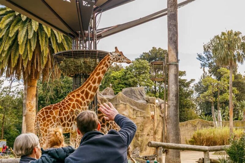 Melbourne Zoo: 1-Day Entry Ticket - Introduction: Why This Zoo Visit Might Be Worth Your Time