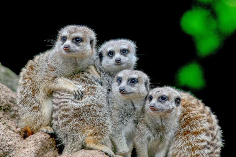 Melbourne Zoo: 1-Day Entry Ticket - Authentic Experiences and Visitor Insights