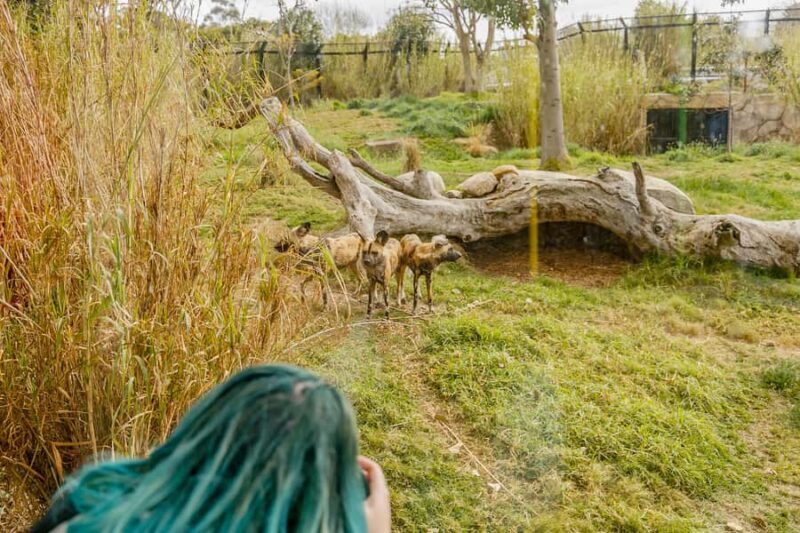 Melbourne Zoo: 1-Day Entry Ticket - The Sum Up: Who Will Love This Zoo?