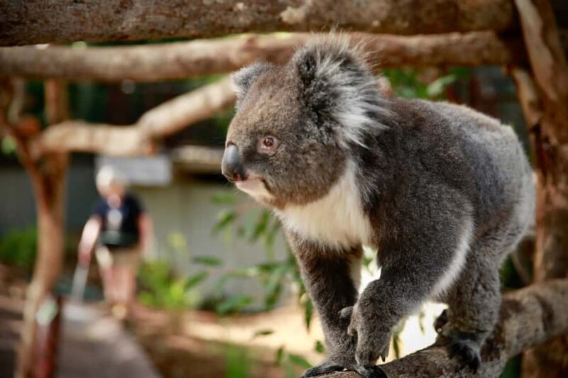 Melbourne Zoo: Australian Wildlife Experience Ticket - Key Points