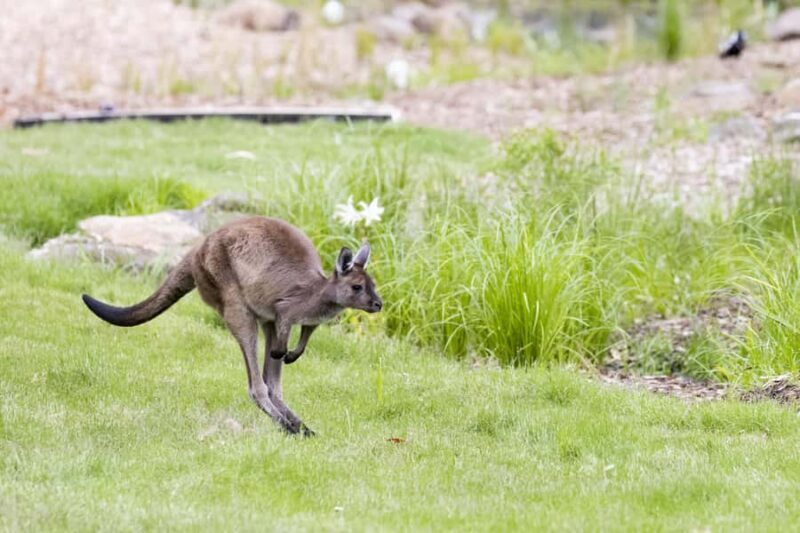 Melbourne Zoo: Australian Wildlife Experience Ticket - Final Thoughts: Who Should Consider This Experience?