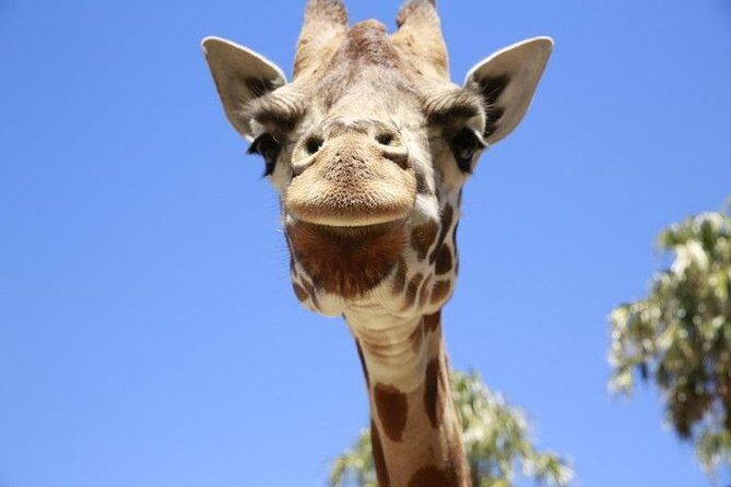 Melbourne Zoo General Entry Ticket - Exploring Melbourne Zoo: What to Expect