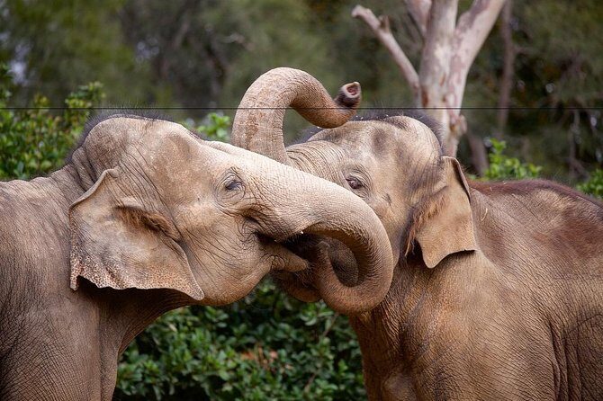 Melbourne Zoo General Entry Ticket - What Some Visitors Love