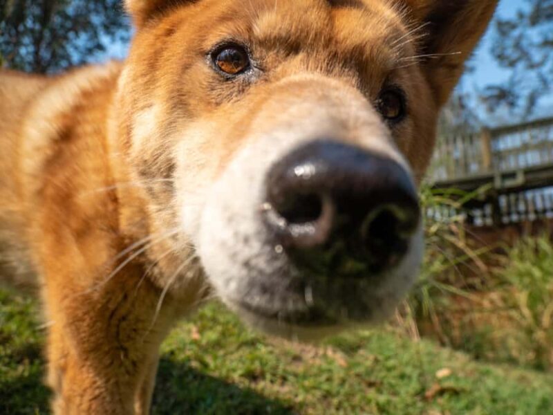 MelbournePhillip Island Tour 1 Day Tour - Final Thoughts